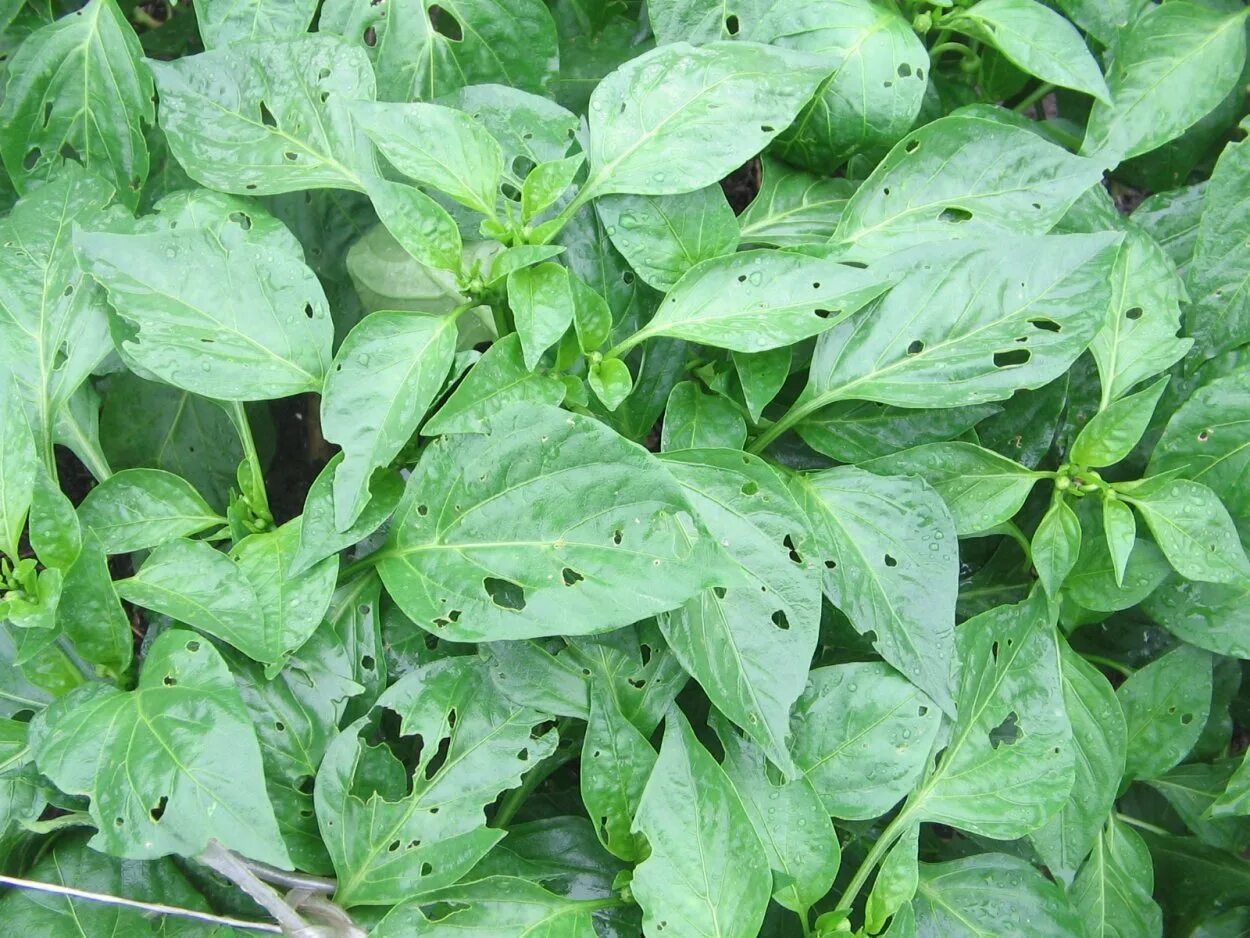 повреждение листьев перца. листья перца в дырочках что делать. кладоспориоз рассады перца. фомоз рассады баклажан. курчавость рассады перцев.