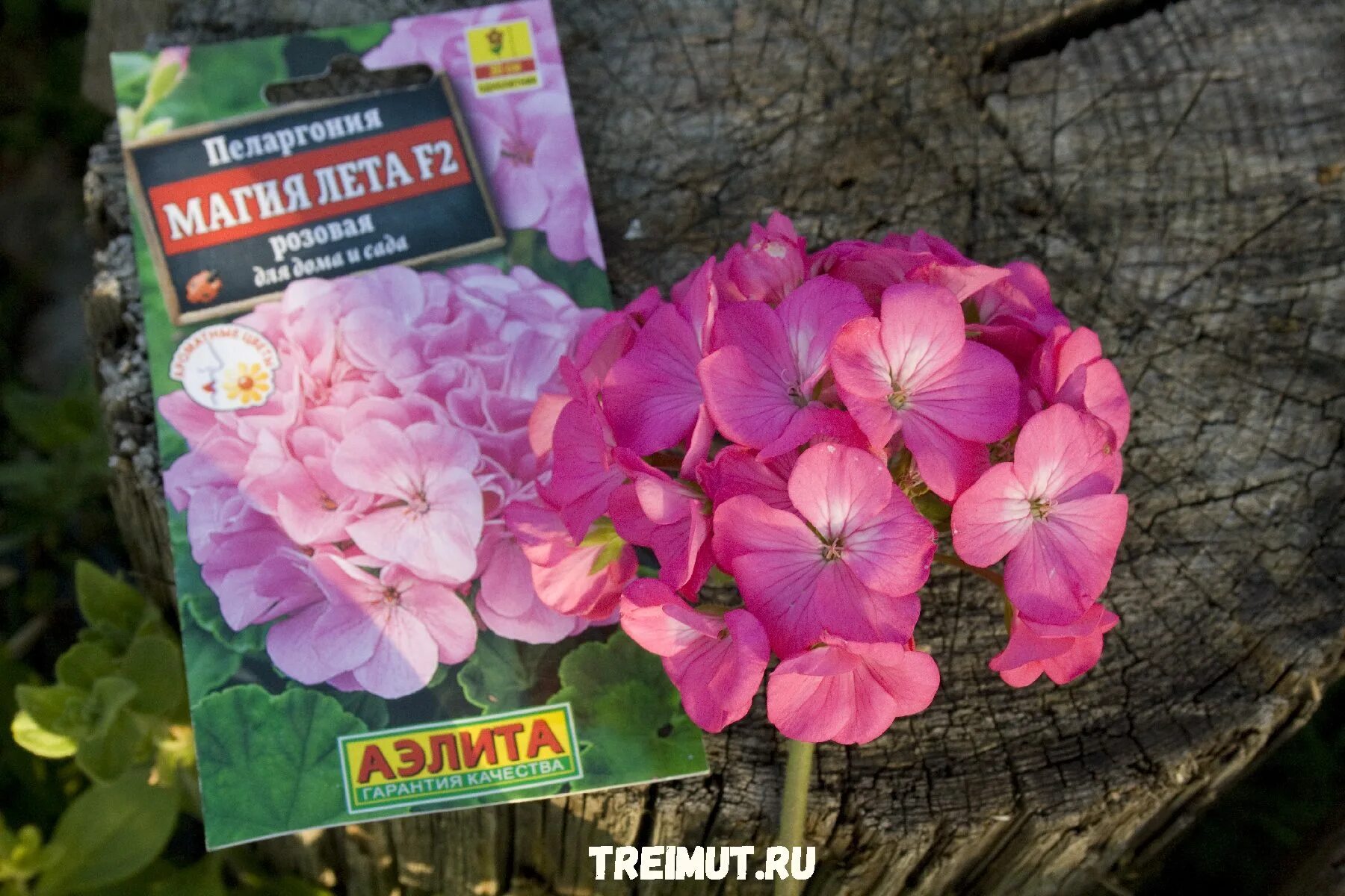 магия лета отзывы