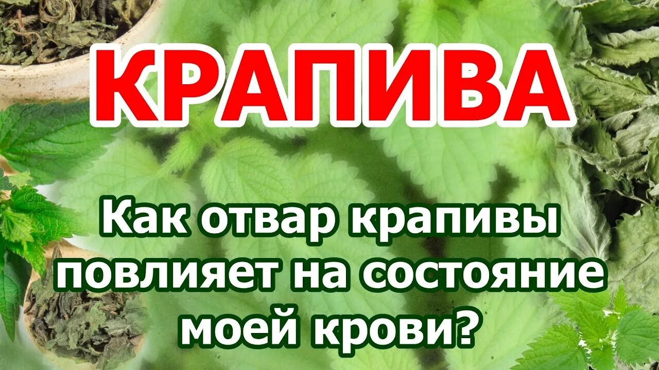 Крапива сгущает кровь