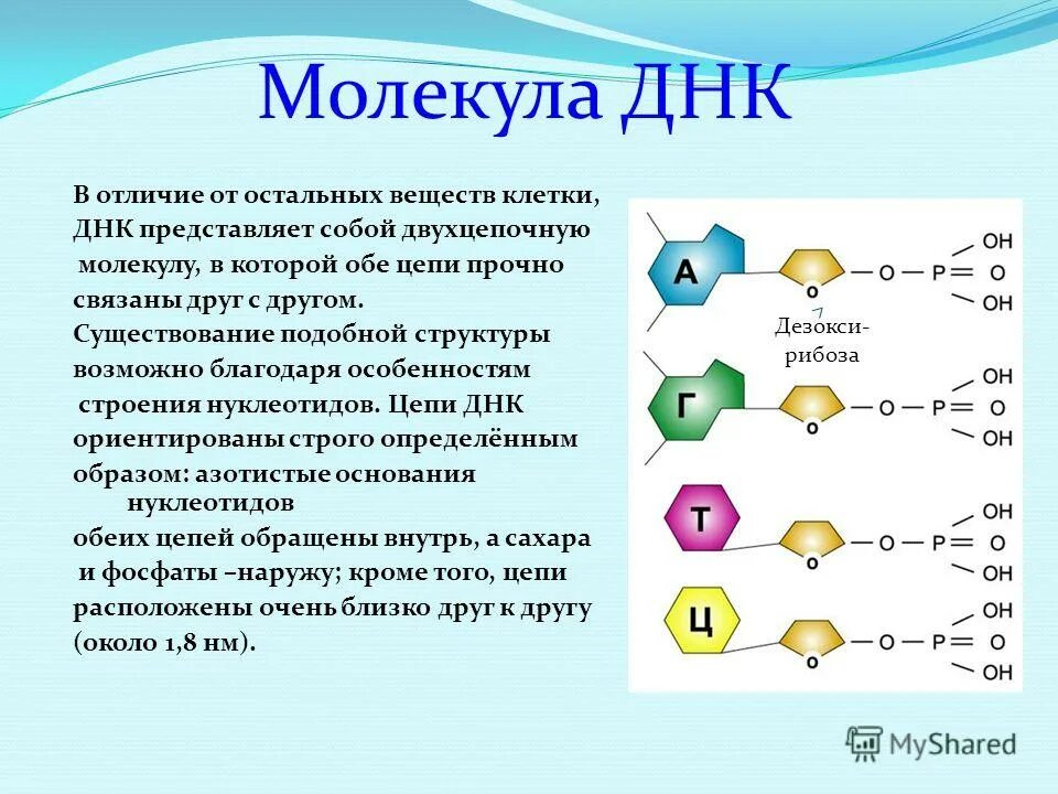 Состав ДНК. Молекула ДНК представляет собой. ДНК органическое или неорганическое вещество. Химическое соединение ДНК.