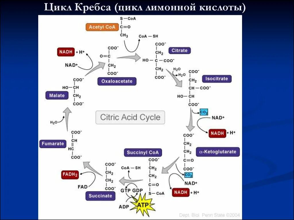 Синтез атф цикл кребса. Цикл Кребса биохимия. Цикл трикарбоновых кислот цикл Кребса 10 класс. Цикл трикарбоновых кислот ЦТК биохимия. Цикл Кребса схема биохимия.