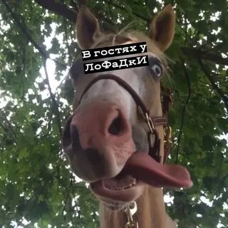 Савраска это