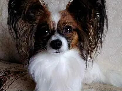 Papillon владикавказ