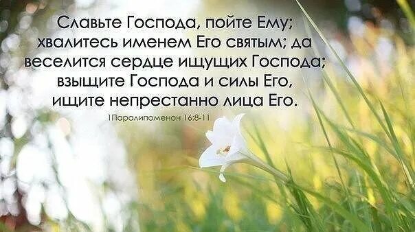 Свят господь славит господа. Хвалитесь именем его святым. Хвалитесь именем его святым да веселится сердце ищущих Господа. Пойте Господу. Прославление Господа в Библии.