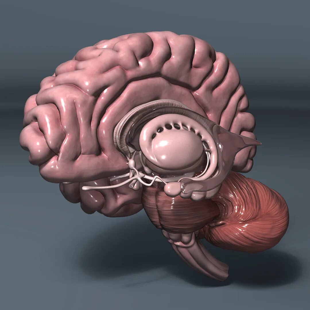 Brain model. Лимбическая система 3d. 3д анатомия головного мозга. Головного мозга человека анатомия 3д. Гиппокамп атлас.