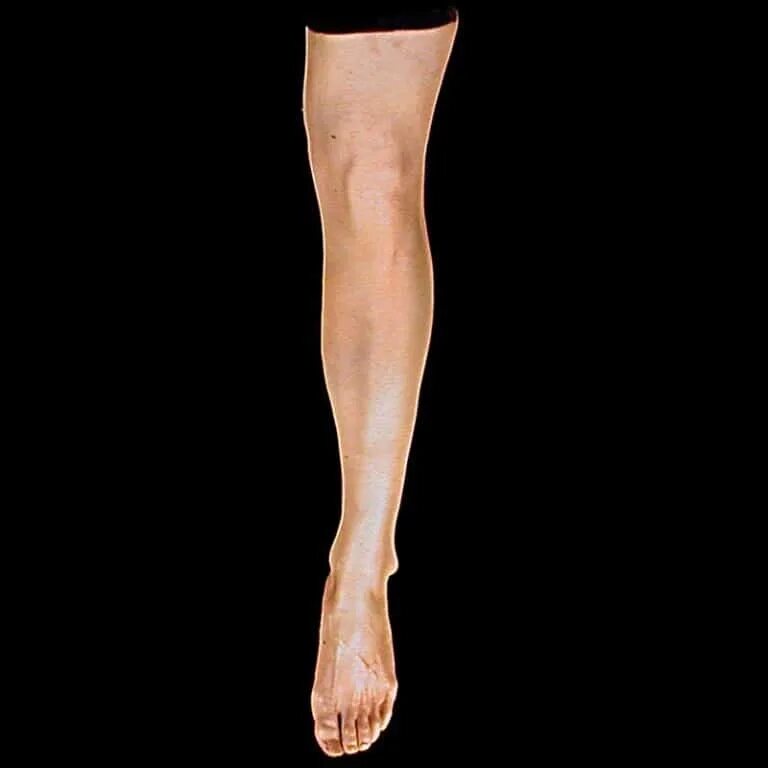 Левая нога человека. Левая нога человека. Скелет берцовая кость. Большеберцовая мышца анатомия. Мышцы нижней конечности вид сбоку.