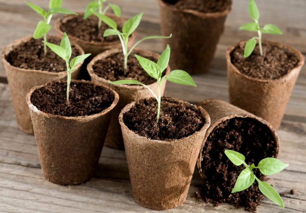 Торфяные горшочки для рассады. Плошки для рассады помидоров. Эустома рассада перевалка. Бегония пикировка рассады. Стаканчики для рассады.