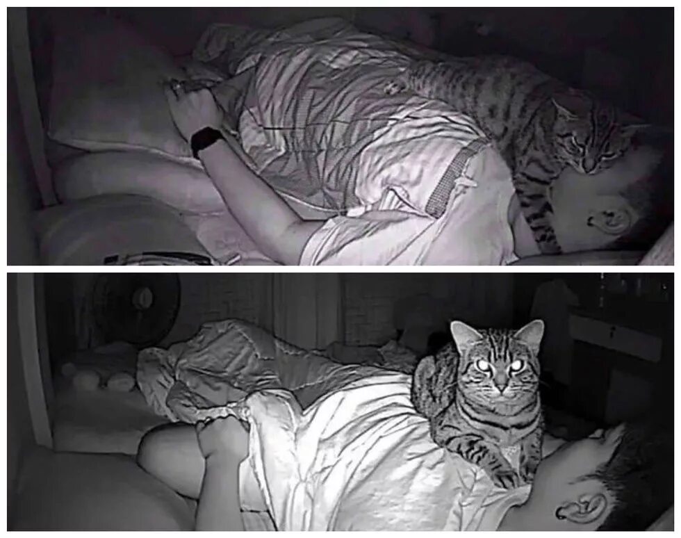 Разбудил бывшую. Кот спит ночью. Хозяин спит. Кот, наблюдает за спящим. Кот охраняет сон.