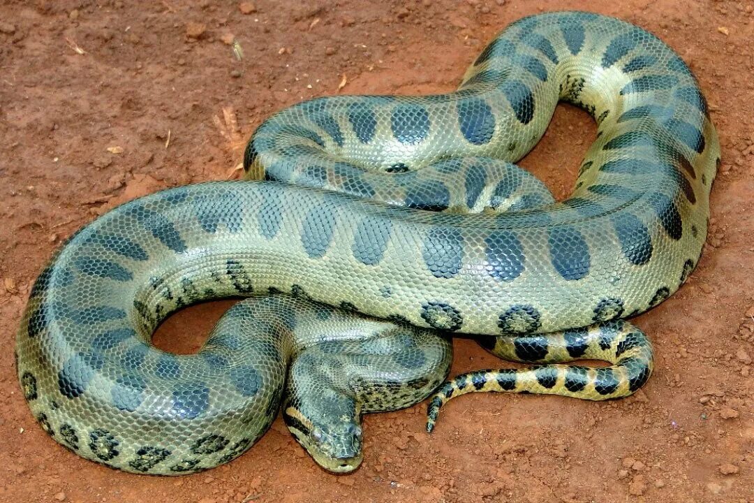 Анаконда змея. Водяной удав Анаконда. Зеленая Анаконда (eunectes murinus).