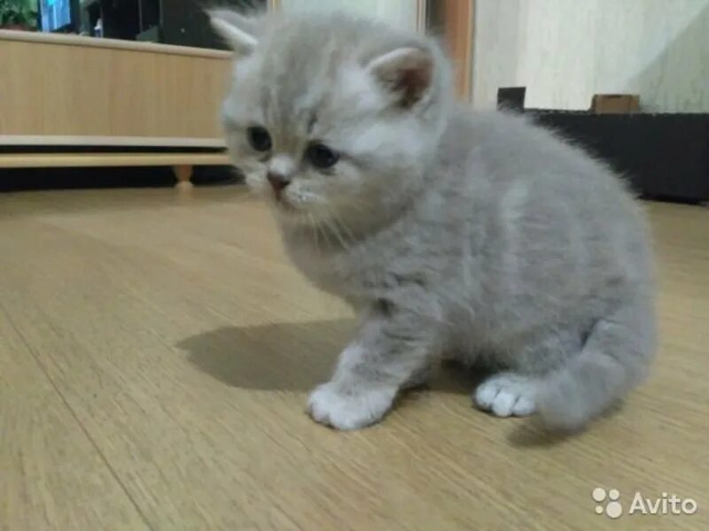 котята в кирове. взять кошечку в добрые руки. коты киров. котята киров купить. г.