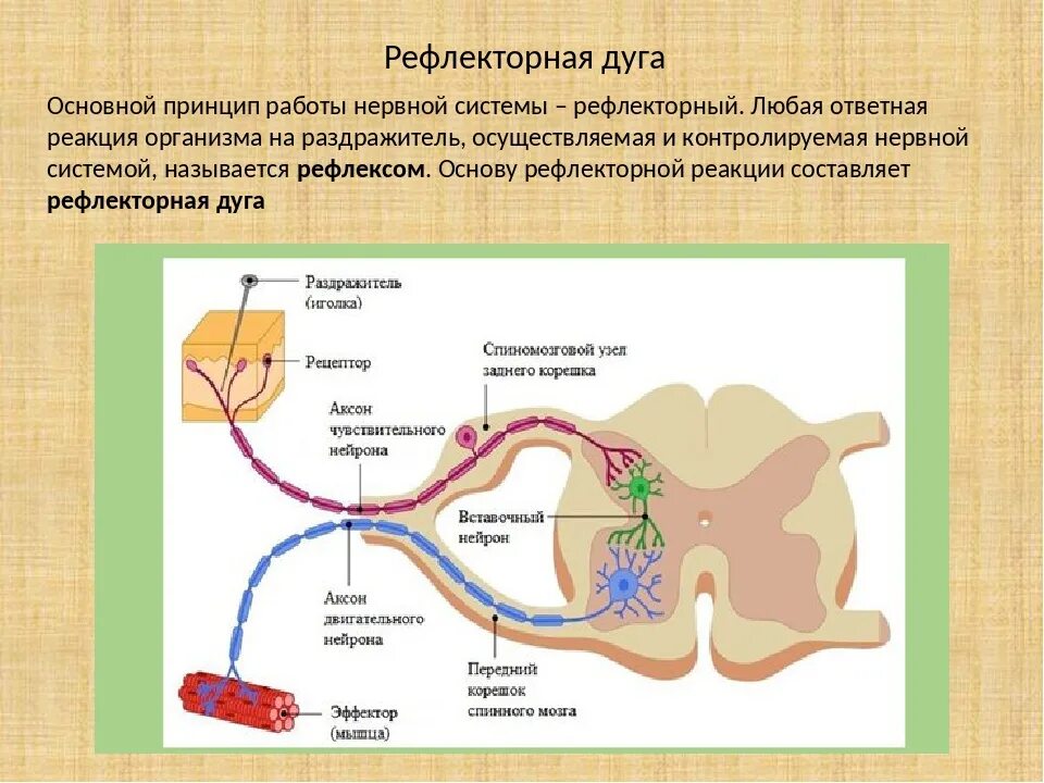 Путь передачи нервного импульса в мозг. Строение строение рефлекторной дуги. Двигательный путь вегетативной рефлекторной дуги схема. Структура соматической рефлекторной дуги. Расположение звеньев рефлекторной дуги.