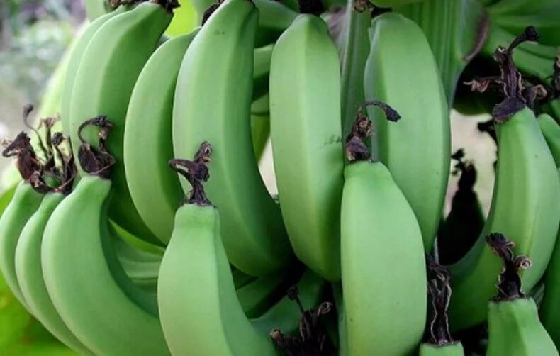 Можно есть зеленые бананы. Зеленые бананы сорт. Маленькие зеленые бананы. Сорт зеленых бананов. Сорт зеленый больших бананов.