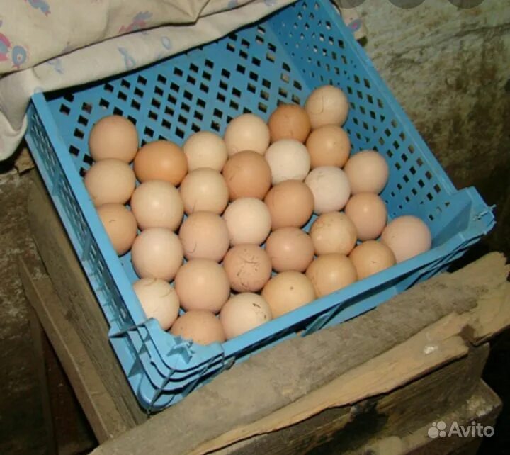 Яйца кур брама. Яйцо инкубационное Брама. Инкубационное яйцо кур Брама. Инкубационное яйцо Орпингтон. Яйца кур породы Брама.