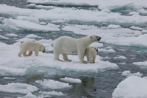 Рассказ северный полюс