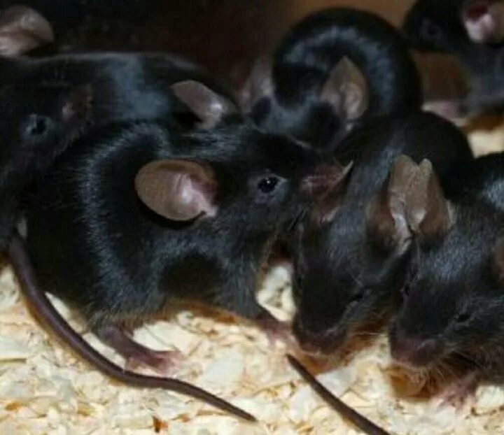 Снится много серых мышей. Сатиновая крыса черная. Мышь черная домовая. Черная мышь декоративная. Черная сатиновая мышь.
