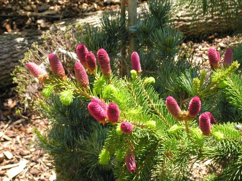 Ель страйк. Ель колючая (Picea pungens Lucky Strike. Ель колючая лаки страйк. Ель колючая Lucky Strike. Ель pungens Lucky Strike.