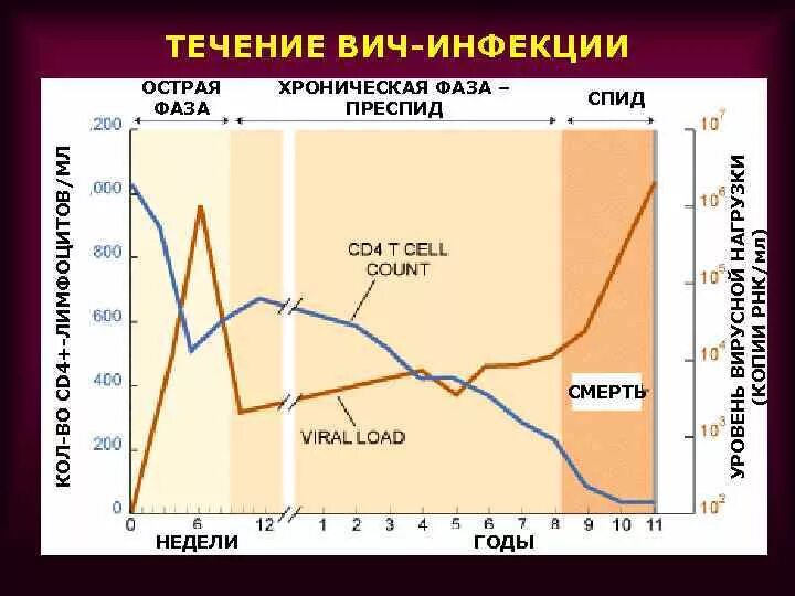 Копии вич. Cd4 клетки норма при ВИЧ инфекции. Показатели вирусной нагрузки. График вирусная нагрузка. Вирусная нагрузка ВИЧ.