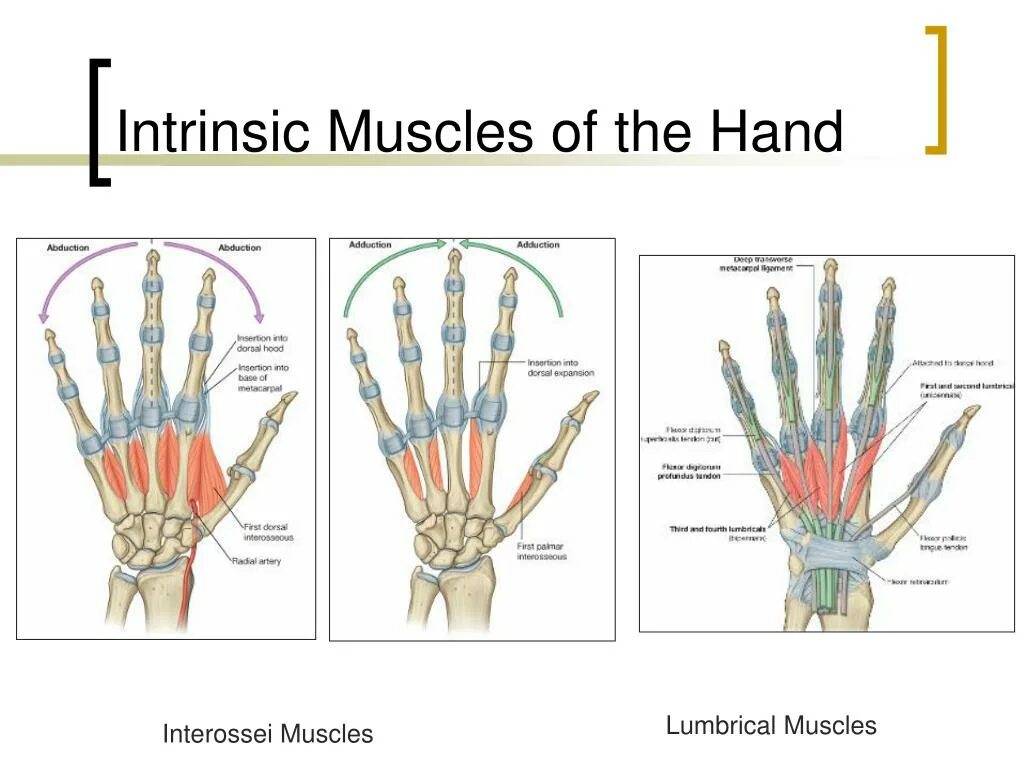 Intrinsic мышцы. Lumbricales мышцы. Interossei мышца. M lumbricalis функция.