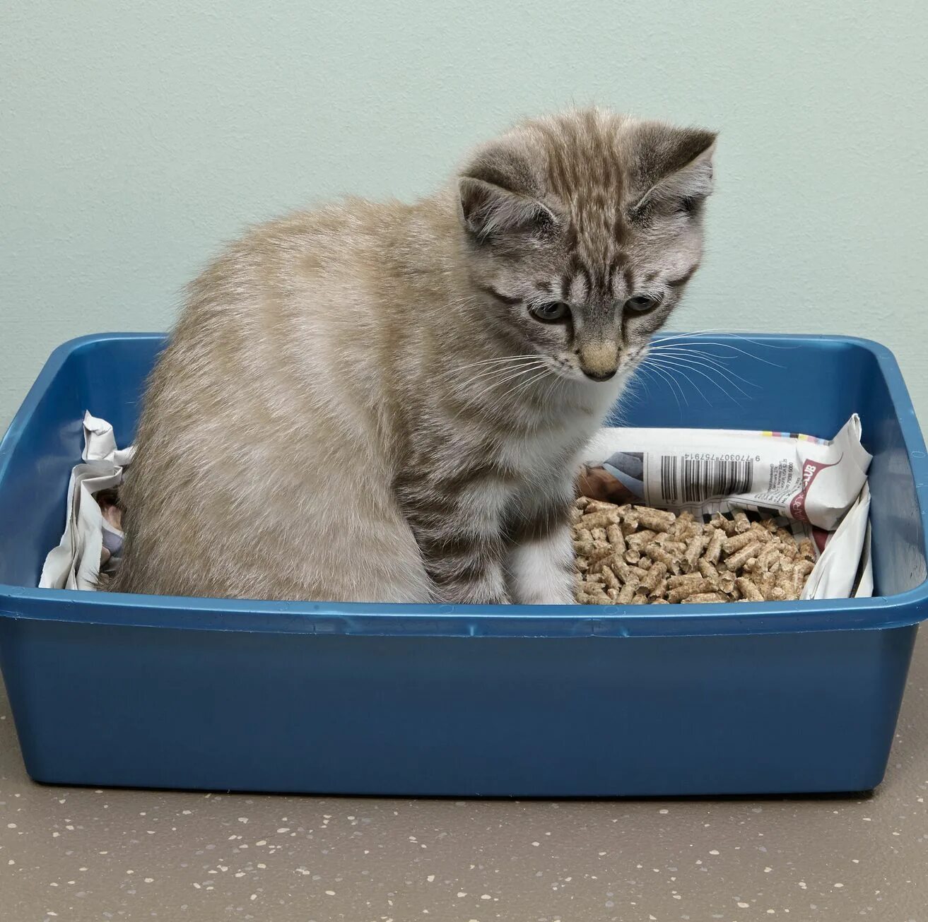 Лоток для котят. Котенок сидит в лотке. Полный лоток кота
