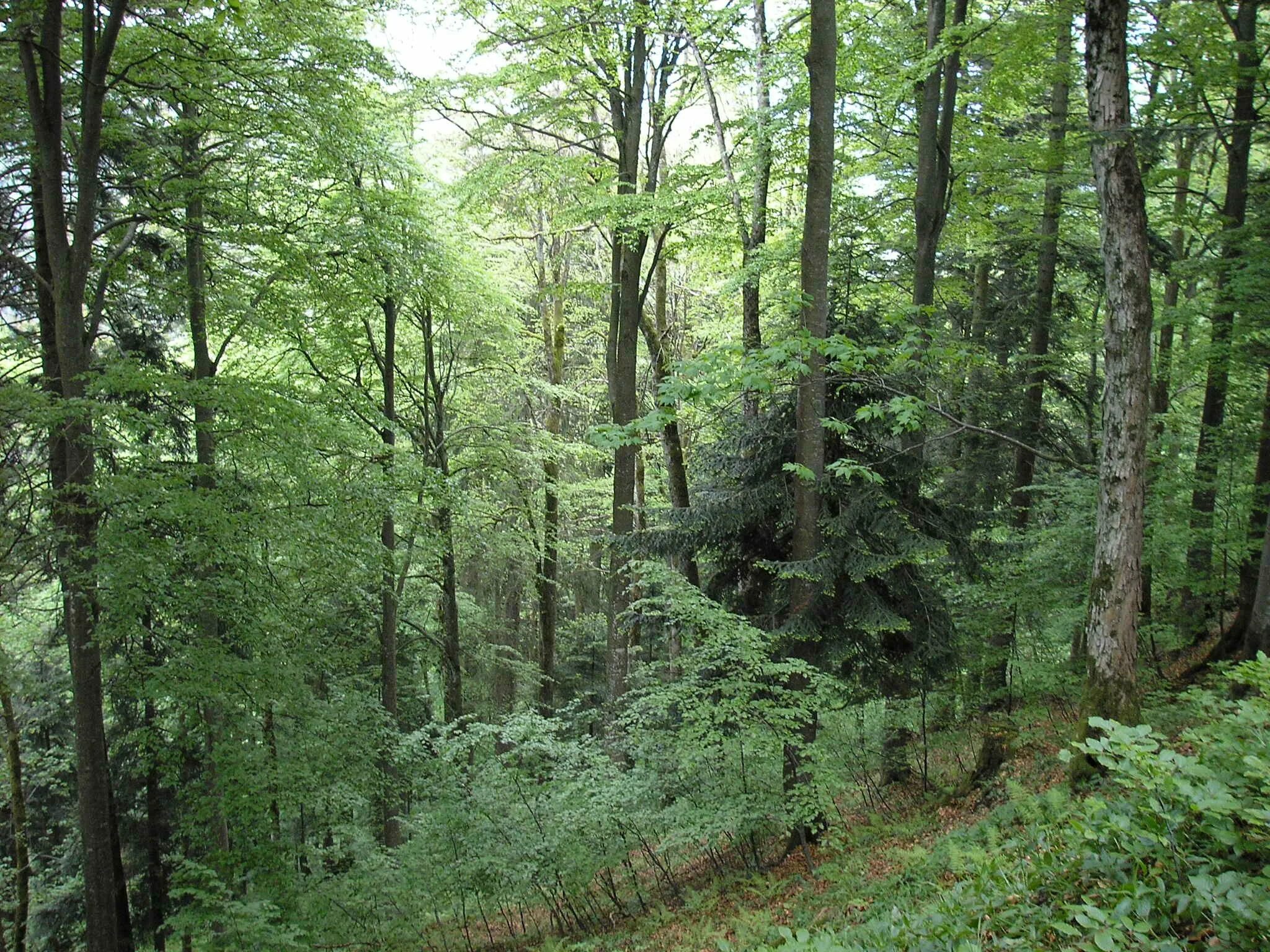 Смешанные хвойно-широколиственные леса. Хвойно-широколиственный лес. Широколиственный лес зона. Лесная зона широколиственные леса.