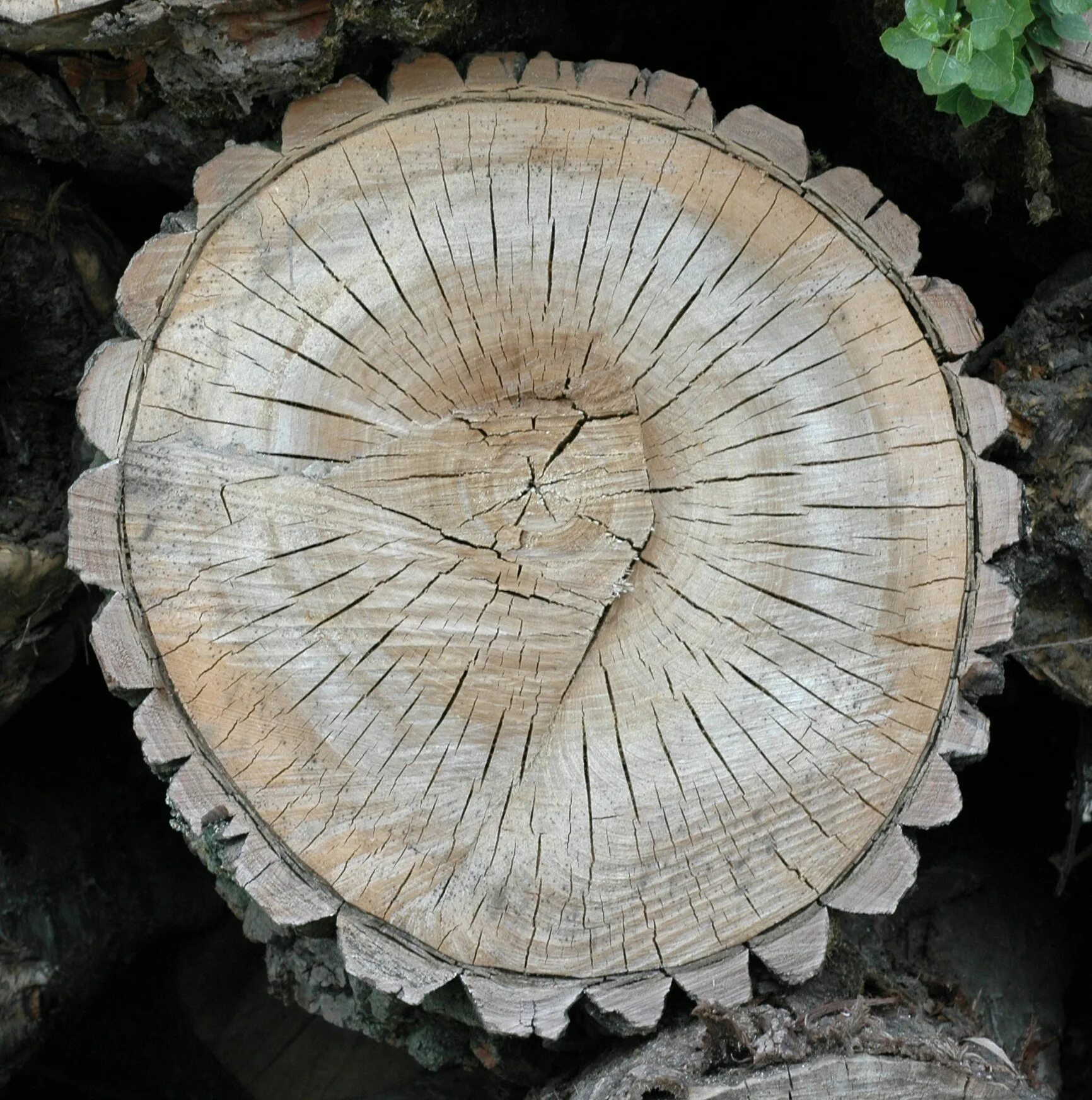 Срез дерева. Срез бревна. Срез дерева. Wood ends. Срез дерева.
