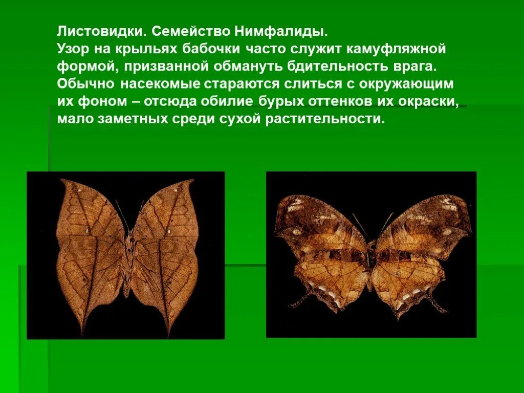 Листовидки. Бабочка листовидка. Семейство Нимфалиды бабочки. Чешуекрылые Нимфалиды насекомые.