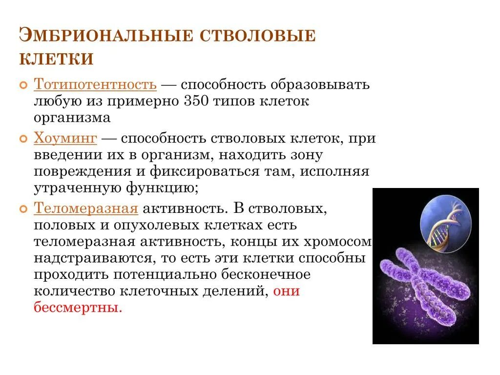 Эмбриональные стволовые клетки свойства. Характеристика эмбриональных стволовых клеток. Фетальные стволовые клетки. Свойства стволовых клеток.