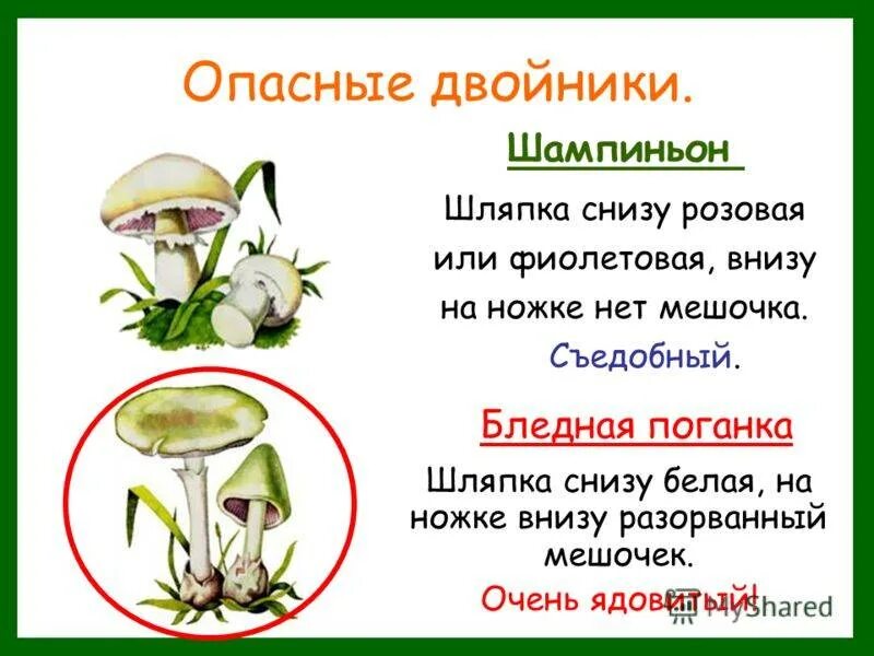 Различия бледной поганки и шампиньона. Шампиньон полевой и бледная поганка. Грибы двойники шампиньон и бледная поганка. Сходство бледной поганки и шампиньона. Шампиньон шампиньон грибов двойников.