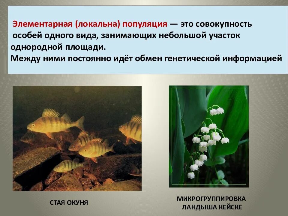 Популяция биология тест. Элементарная (локальная) популяция. Презентация на тему популяция. Популяция это в биологии. Локальная популяция.