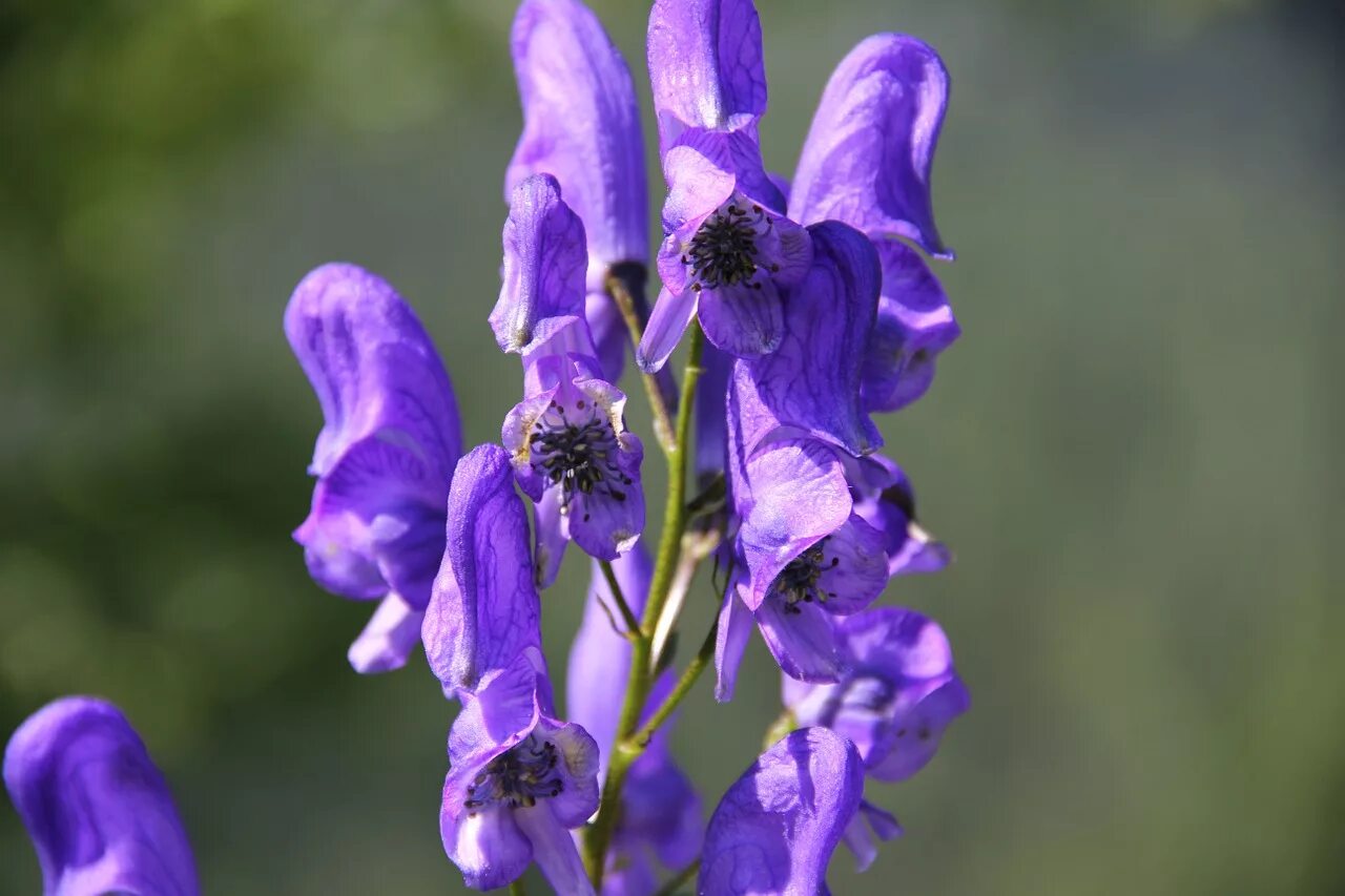 Вый цветок. Аконит Кармихеля (Aconitum carmichaelii `arendsii`). Аконит шлемник. Аконит борец ядовитое растение. Аконит белоустый.