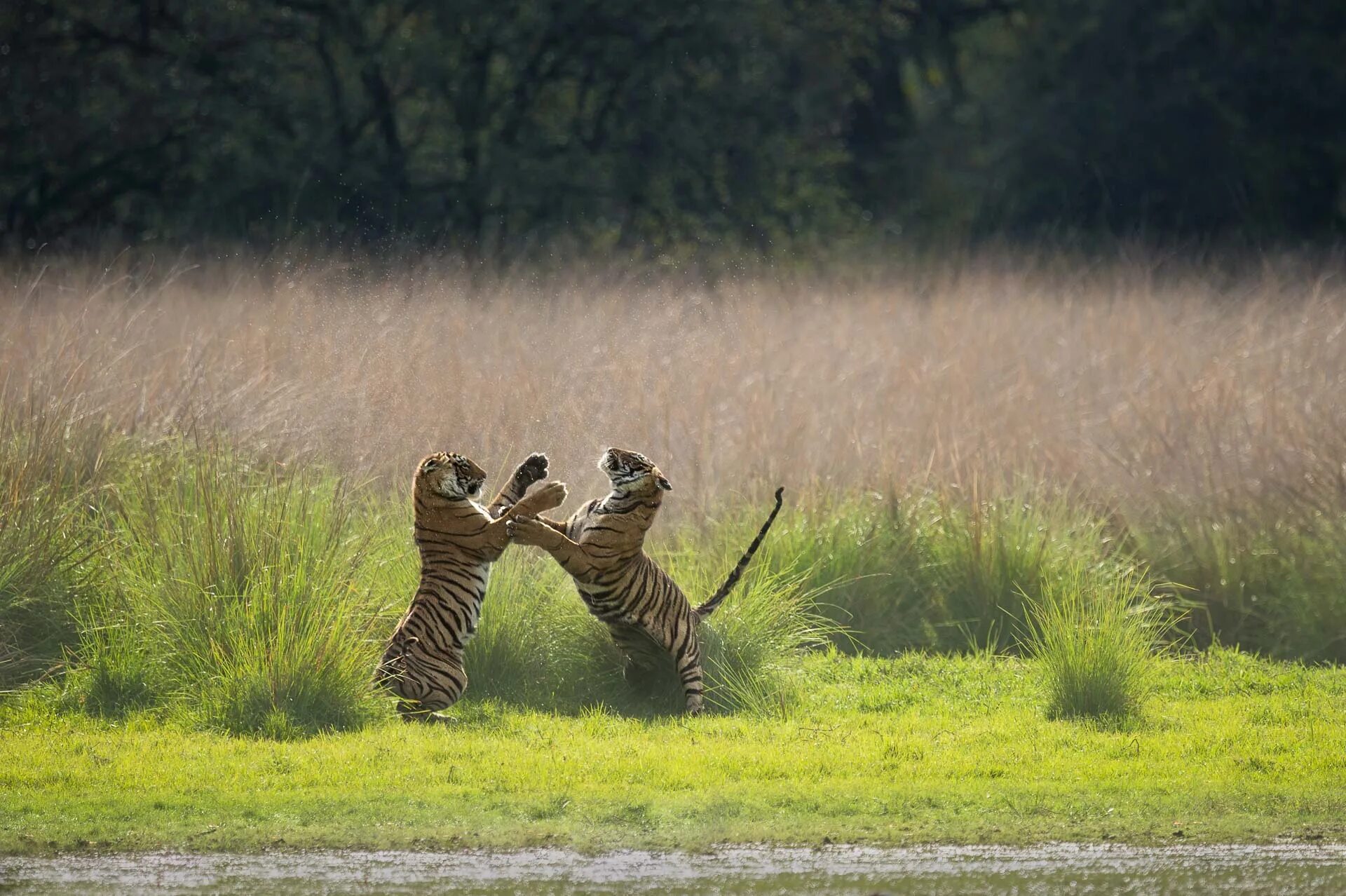 National Geographic Живая природа. Хорошие картинки. Необычные фото живой природы. Лучшие фото National Geographic 2015