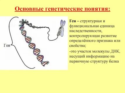 Структурные гены это в биологии
