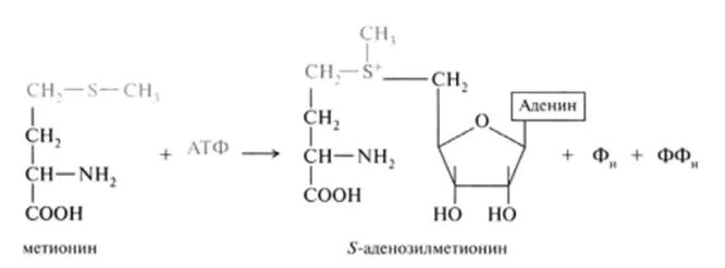 Участие s аденозилметионина в реакциях трансметилирования. Формилтетрагидрофолат. Метионин и АТФ. Метионин в s-аденозилметионин. Метилтетрагидрофолат биохимия.