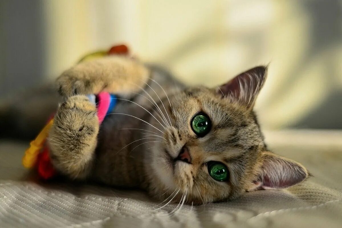 Котики для поднятия настроения. Веселые животные. Милые пикчи для подруги поднятия настроения. Милые зверюшки. Спящий котенок.