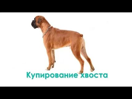 Хвост купирован зачем