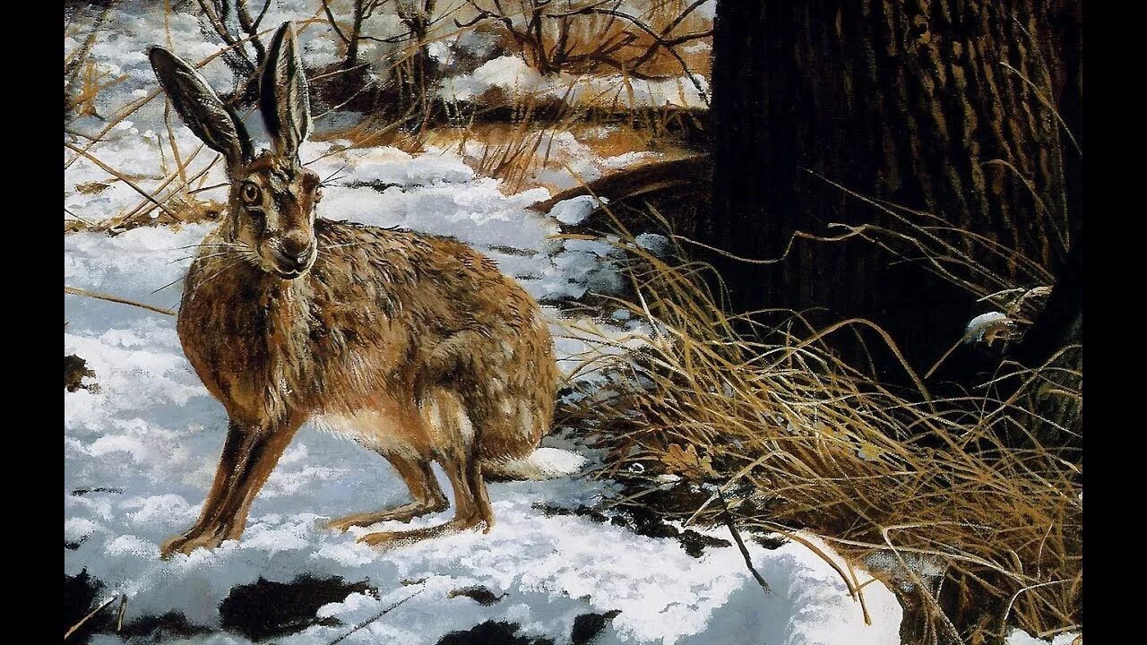 Волк охотник заяц. Заяц картина. животные весной в лесу. лесные животные весной. заяц ранней весной.