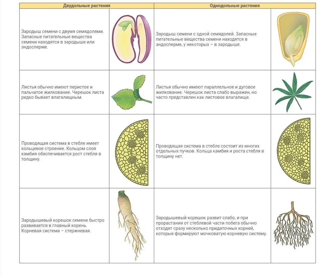 Однодольные и двудольные растения таблица. Схема сравнения однодольных и двудольных растений. Задания цветковые растения Однодольные и двудольные. Талица семейства растений двудольные Однодольные. Основной признак однодольных