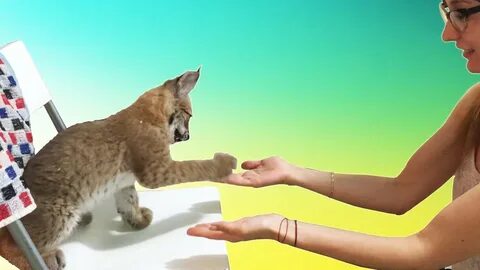 Кот дай дай видео