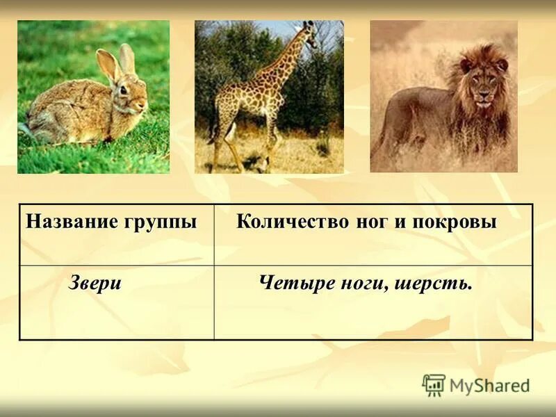 Шерсть животных окружающий мир 2 класс. Шерсть животных окружающий мир 2 класс. Шерсть животных. Строение шерсти животных для детей. Структура шерсти животных.