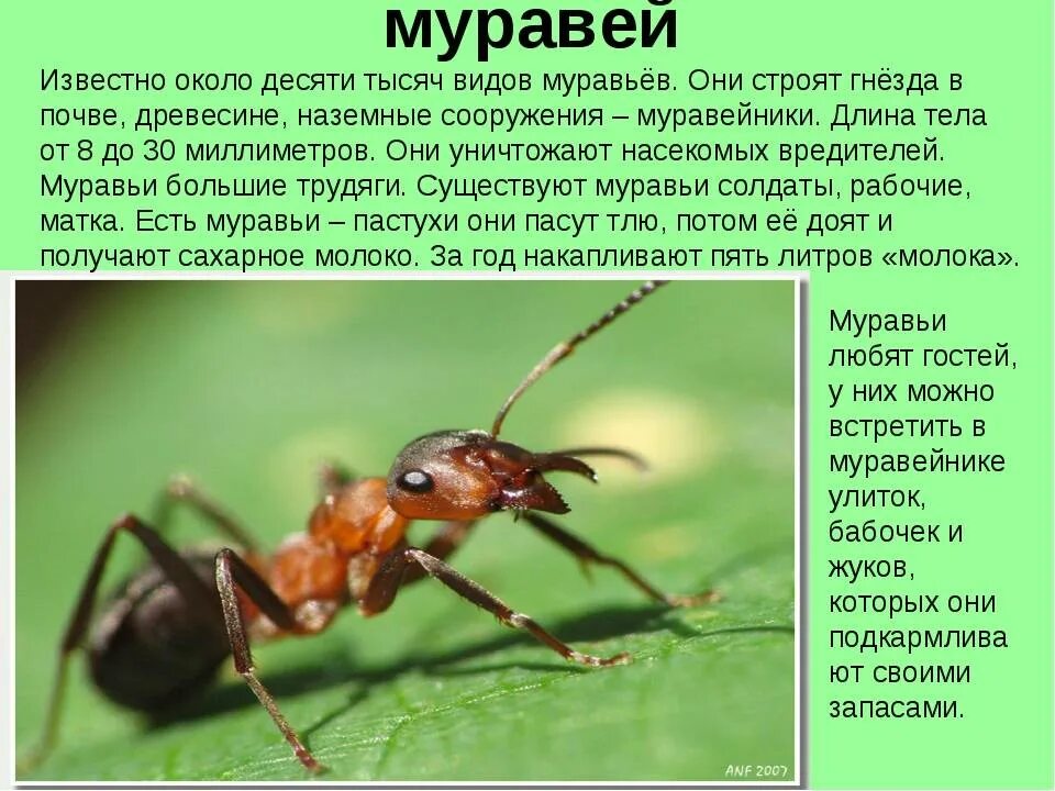 Сообщение о муравьях. Описание муравья. Насекомые с описанием. Доклад про муравьев. Текст про насекомых