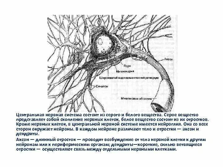 Короткие ветвящиеся отростки нервных клеток. Серое вещество представляет собой нервная система. Длинный отросток нервной клетки. Что такое белое и серое вещество центральной нервной системы. Центральный отросток нервной клетки.