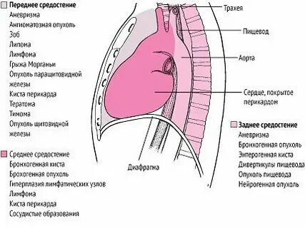 Среднее средостение