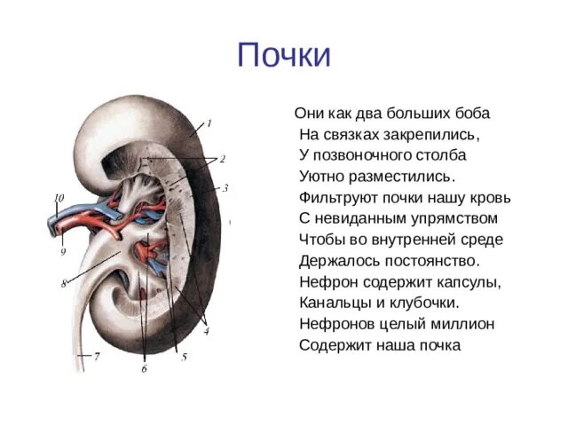 Чего она как и почки. Что фильтруют почки. связки почеу. как почки фильтруют кровь.