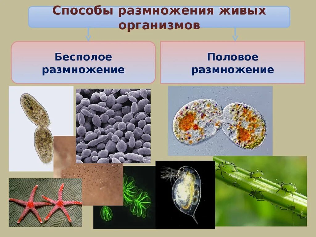 Урок размножение 9 класс