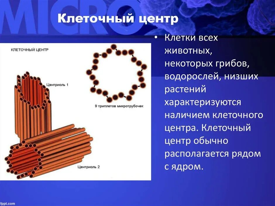 Клетка клеточный центр рисунок. Клеточный центр строение и функции. Органоид клеточный центр строение и функции. Клеточный центр клетки строение и функции. Клеточный центр функции органоида.