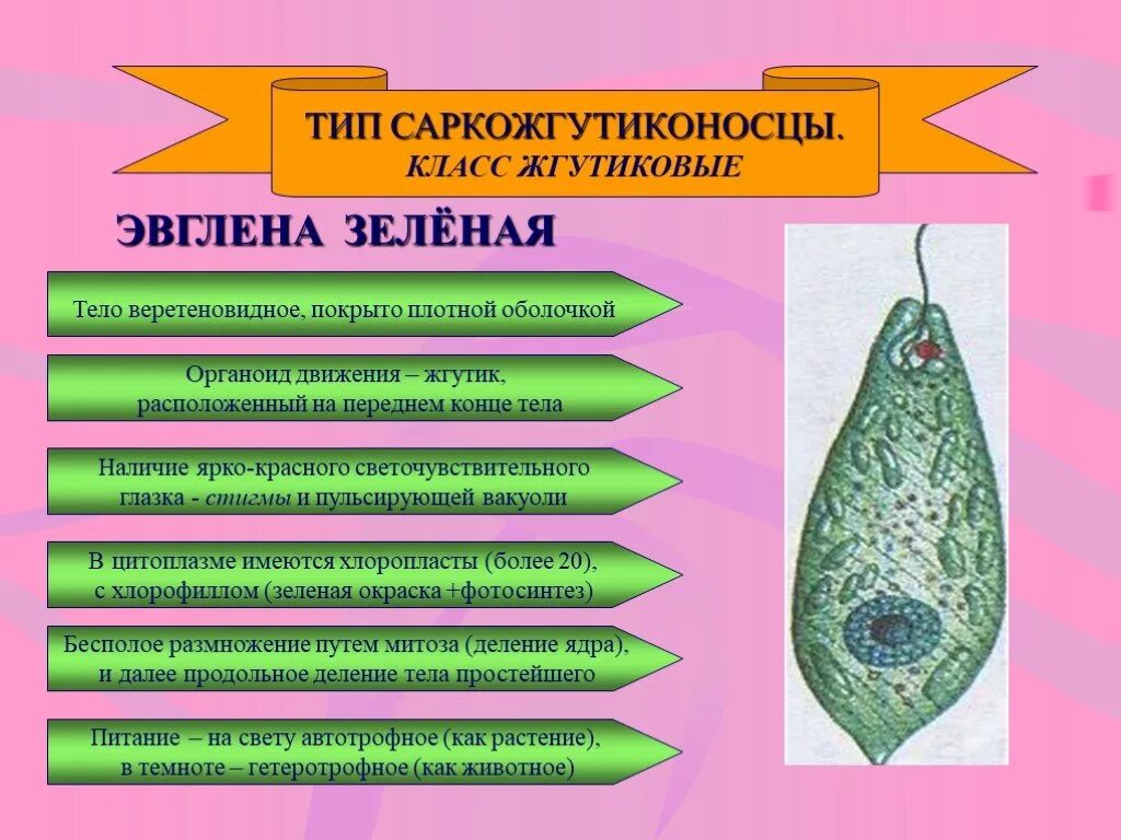 Хлоропласты жгутики. Тип Саркожгутиконосцы класс жгутиковые. Жгутиконосцы эвглена зеленая. Класс жгутиковые эвглена зеленая. Тип Саркожгутиконосцы класс жгутиковые эвглена зеленая.