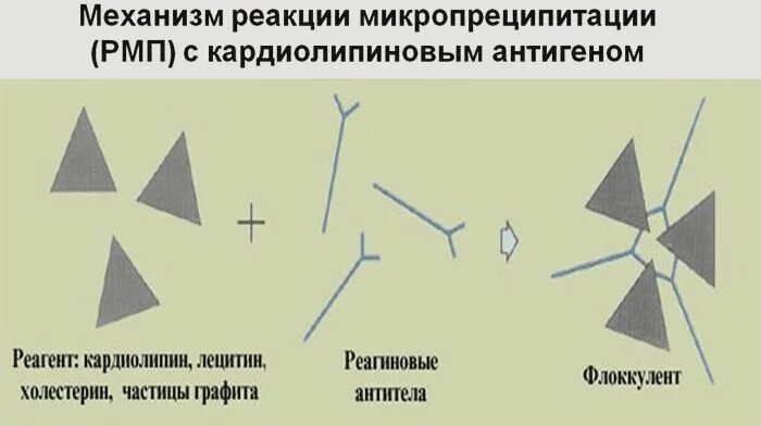 Реакция микропреципитации при сифилисе. Реакция микропреципитации с кардиолипиновым антигеном. РМП (реакция микропреципитации). Реакция с кардиолипиновым антигеном.