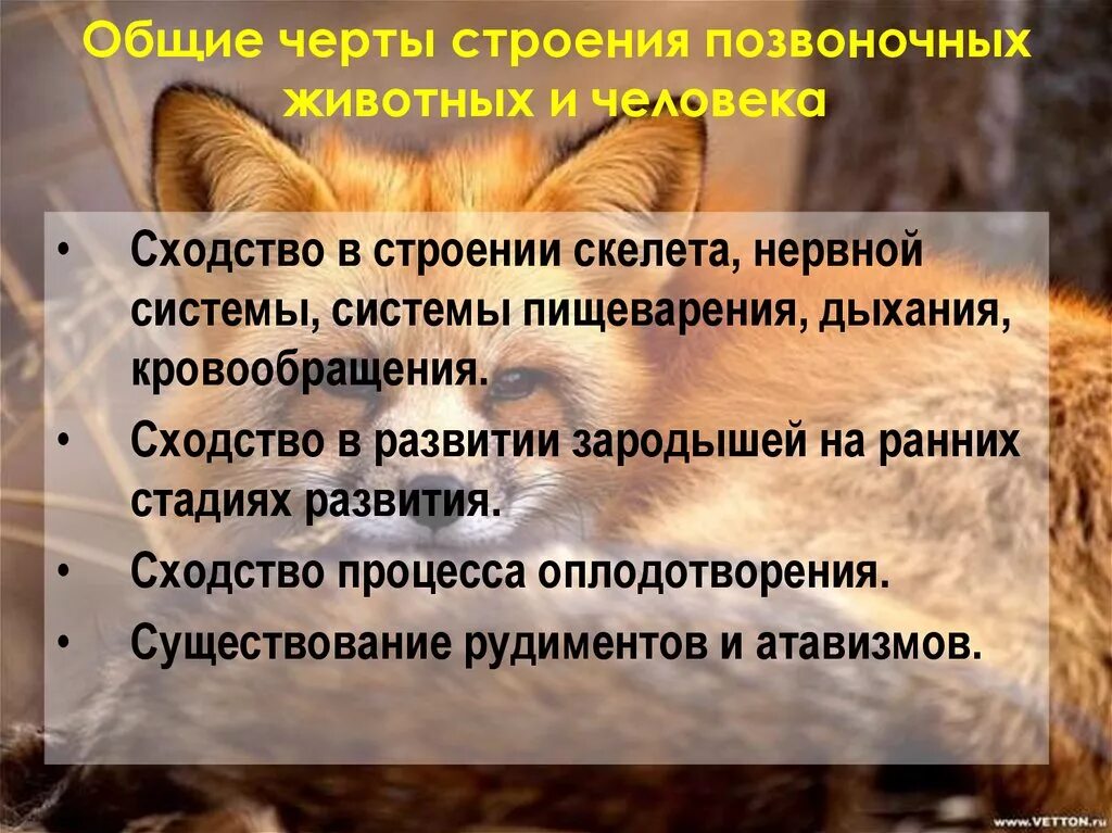 Черты животных. Сходство человека с позвоночными. Общие черты человека и животного. Человек и животное. Общие черты:.