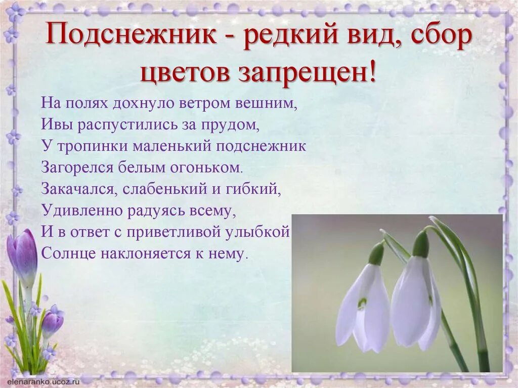 Песня про подснежники детская. Описание подснежника. День подснежника. Подснежник для детей. Подснежник для дошкольников.