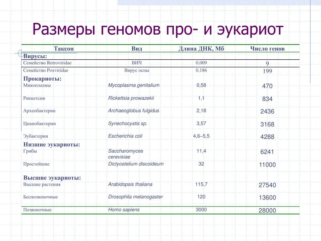 Размеры прокариот